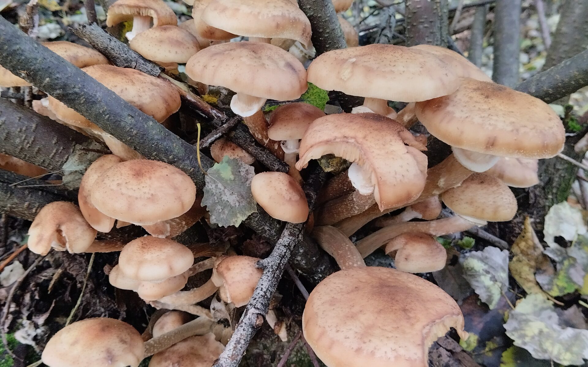 Осенние опята Armillaria проверяют по шляпке, пластинкам и ножке