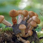 2 вида скрываются под названием «опёнок осенний» — Armillaria mellea и Armillaria borealis