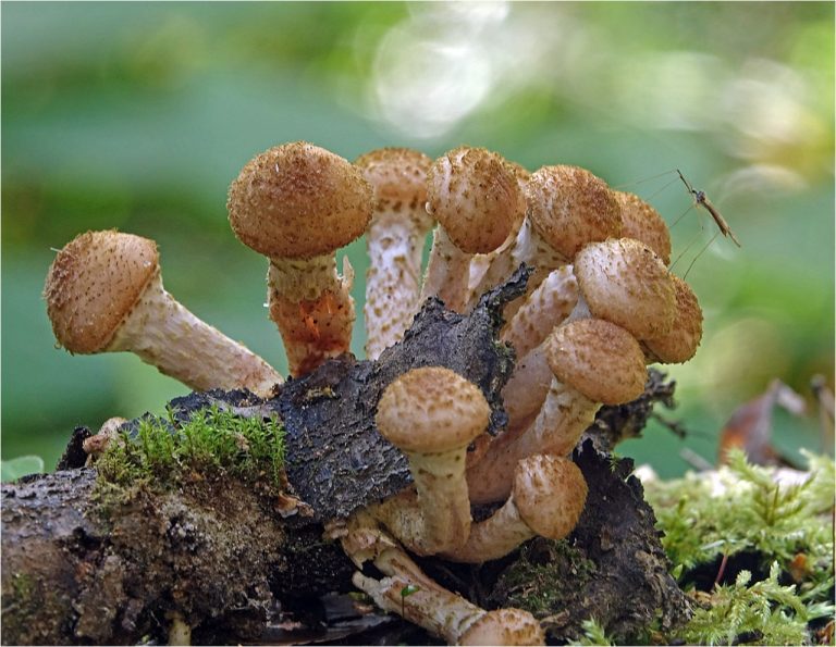 2 вида скрываются под названием «опёнок осенний» — Armillaria mellea и Armillaria borealis