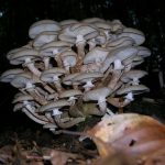 Армиллярия Armillaria показывает на стволе лишь часть скрытой колонии