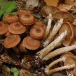 Опенок Armillaria — кольцо и чешуйки отличают его от ложных опят