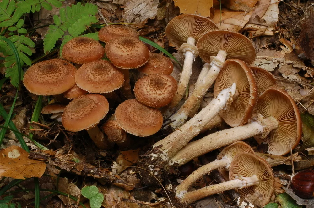Опенок Armillaria — кольцо и чешуйки отличают его от ложных опят