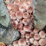 Мороз после оттепели повреждает Armillaria spp. и грибницу