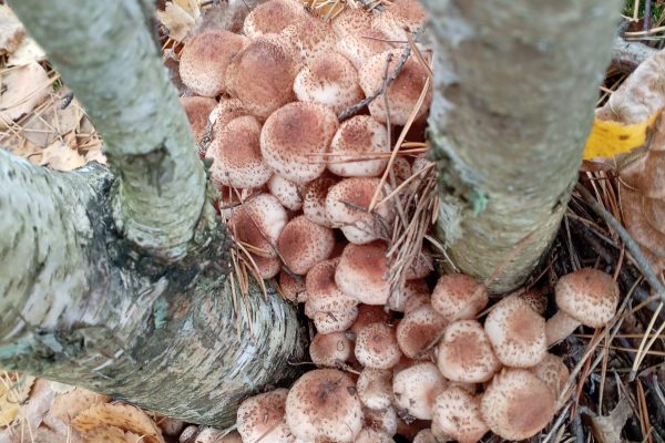 Мороз после оттепели повреждает Armillaria spp. и грибницу