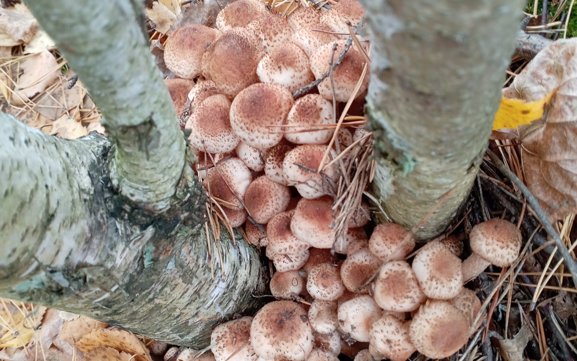 Мороз после оттепели повреждает Armillaria spp. и грибницу