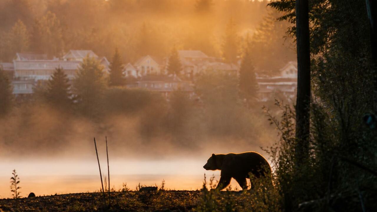 Почему медведи осенью выходят к людям и что важно знать грибнику