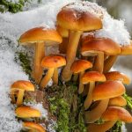 Какие грибы растут при температуре около 0 °C