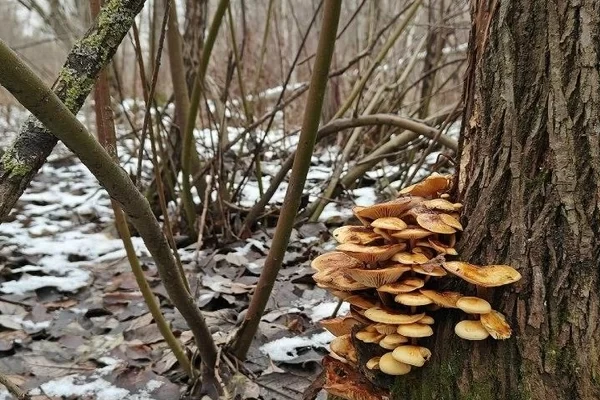Зимний опёнок Flammulina velutipes выдерживает морозы до −10 градусов