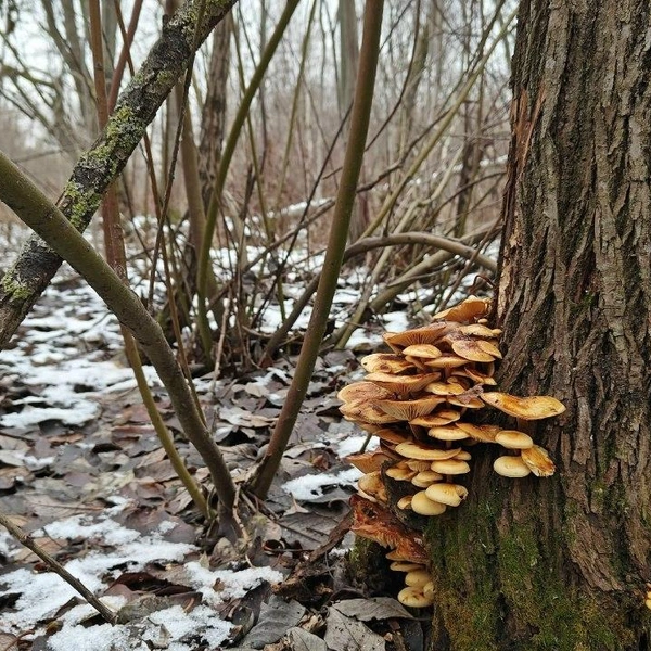 Зимний опёнок Flammulina velutipes выдерживает морозы до −10 градусов