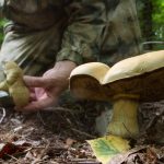 Сбор 41 вида редких грибов грозит уголовным делом и штрафом до миллиона рублей