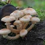 Кольцо на ножке не подтверждает съедобность осенних опят Armillaria