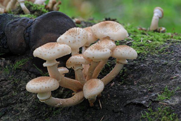 Кольцо на ножке не подтверждает съедобность осенних опят Armillaria