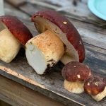 Грибы выросли под елью через год после посадки мицелия Leccinum sp. в 3 ямки