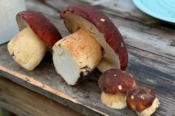 Грибы выросли под елью через год после посадки мицелия Leccinum sp. в 3 ямки