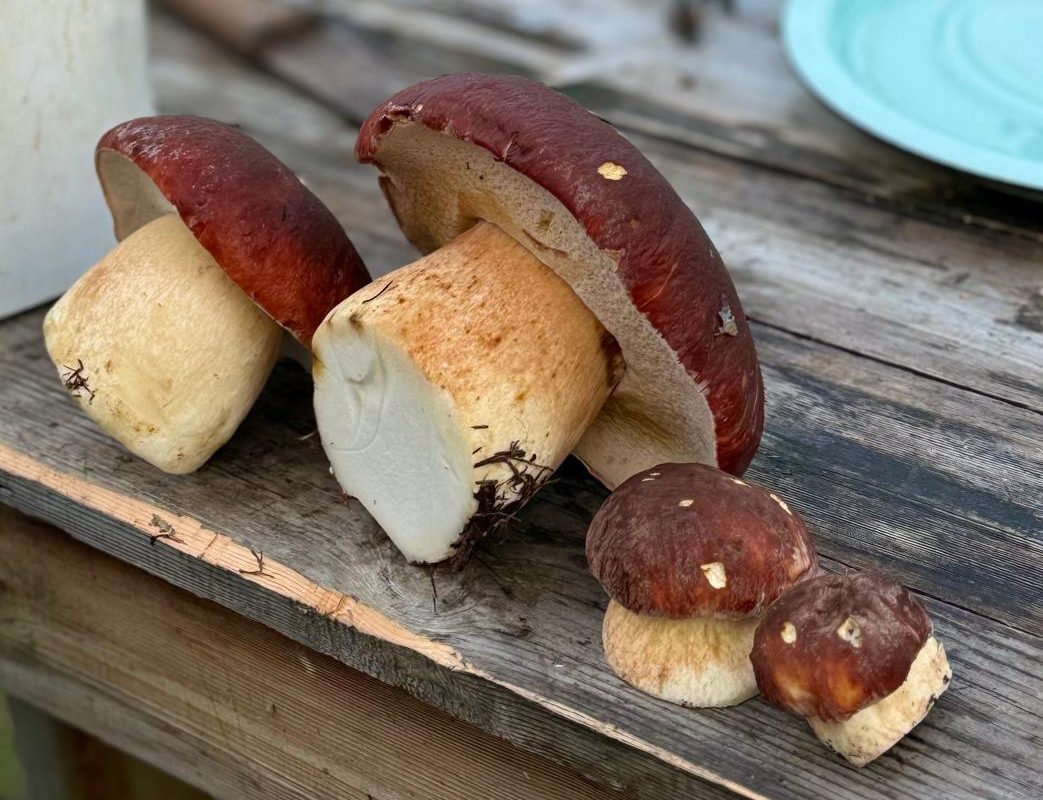 Грибы выросли под елью через год после посадки мицелия Leccinum sp. в 3 ямки