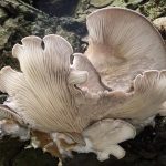 Микориза может лучше приживаться осенью