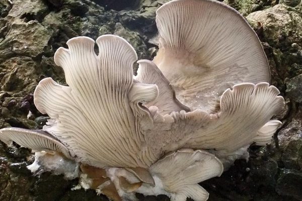 Микориза может лучше приживаться осенью