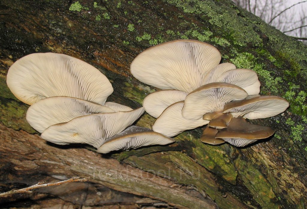 Вёшенка Pleurotus растёт колониями на древесине, но её путают с двойниками