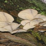 Вёшенка Pleurotus растёт колониями на древесине, но её путают с двойниками