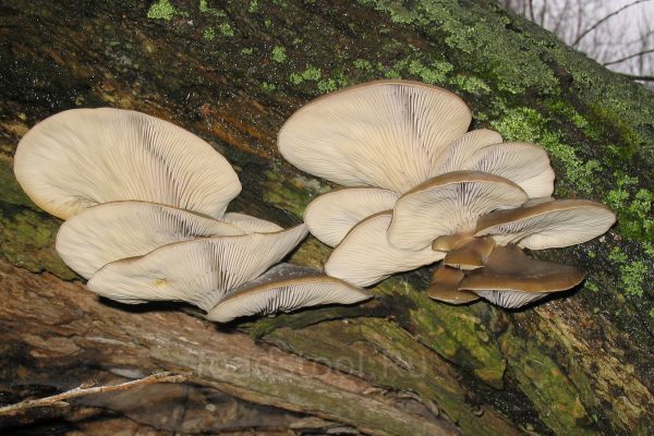 Вёшенка Pleurotus растёт колониями на древесине, но её путают с двойниками