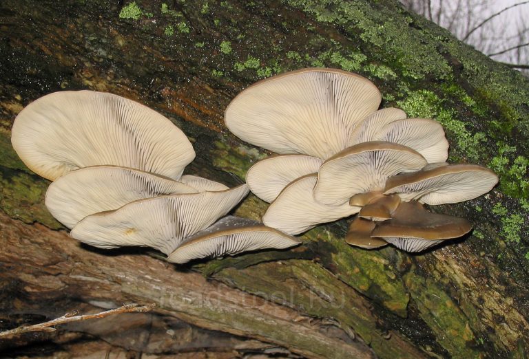 Вёшенка Pleurotus растёт колониями на древесине, но её путают с двойниками