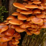 Зимний опёнок Flammulina velutipes растёт на лиственных деревьях до декабря