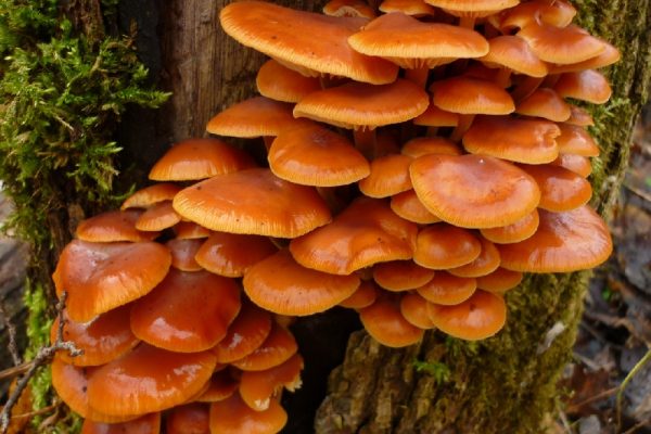 Зимний опёнок Flammulina velutipes растёт на лиственных деревьях до декабря