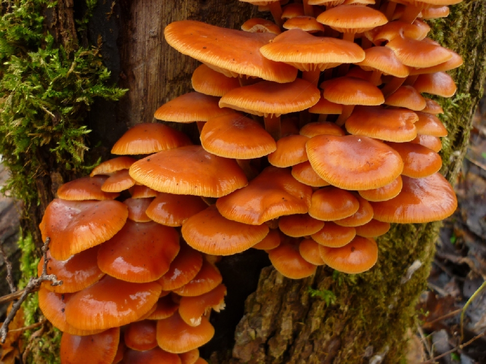 Зимний опёнок Flammulina velutipes растёт на лиственных деревьях до декабря