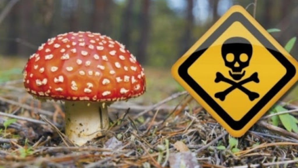 Отравление грибами — токсины поражают разные органы
