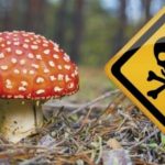 Отравление грибами — токсины поражают разные органы