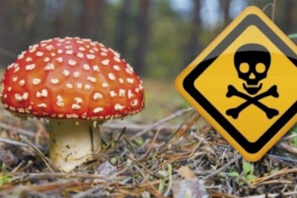 Отравление грибами — токсины поражают разные органы