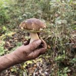 В Домодедово изолировали радиоактивные белые грибы (Boletus edulis)
