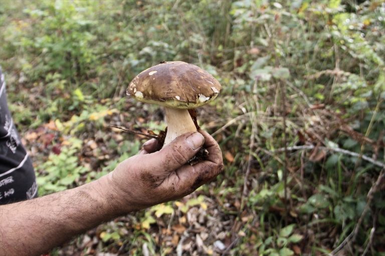 В Домодедово изолировали радиоактивные белые грибы (Boletus edulis)