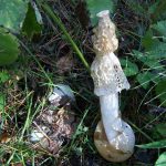 Хруплянку чистую (Psathyrella immaculata) и 2 вида паутинников впервые нашли в России