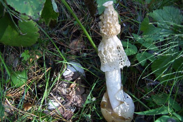 Хруплянку чистую (Psathyrella immaculata) и 2 вида паутинников впервые нашли в России