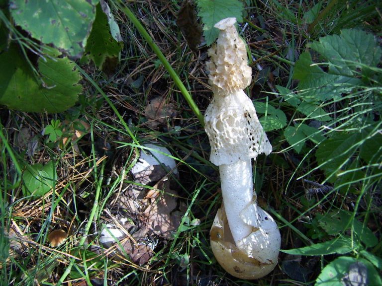 Хруплянку чистую (Psathyrella immaculata) и 2 вида паутинников впервые нашли в России