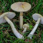В Геленджике 2 женщины выжили после отравления бледной поганкой (Amanita phalloides)