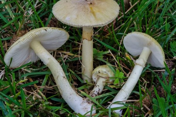 В Геленджике 2 женщины выжили после отравления бледной поганкой (Amanita phalloides)