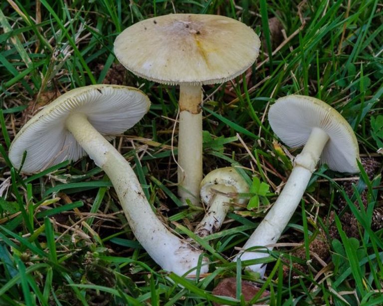 В Геленджике 2 женщины выжили после отравления бледной поганкой (Amanita phalloides)