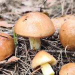 Теплый конец октября продлил сбор маслят Suillus