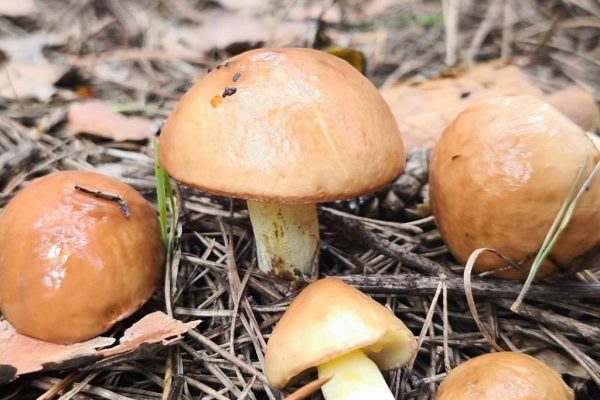 Теплый конец октября продлил сбор маслят Suillus