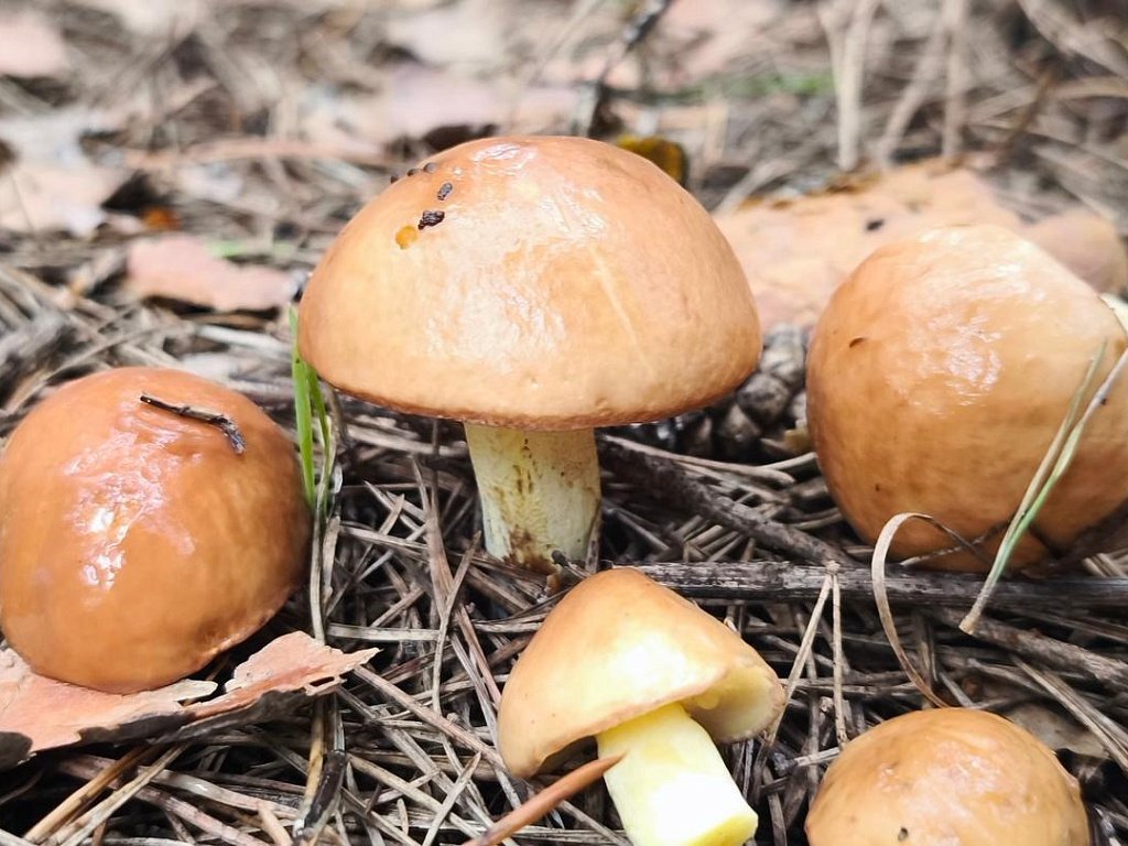 Теплый конец октября продлил сбор маслят Suillus