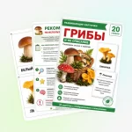 Карточки о грибах на «Пинтерест» ведут к инфографике, плакату и заданиям